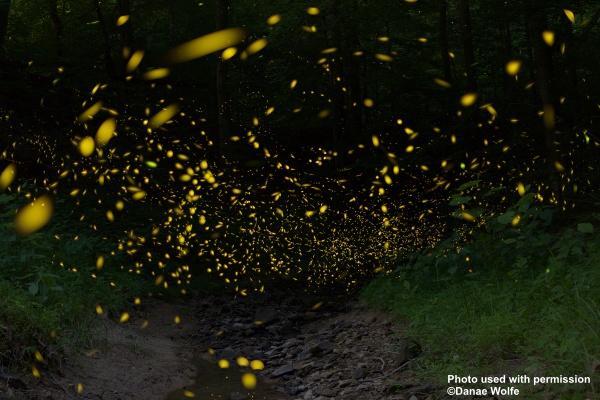 lightning bugs lights flying